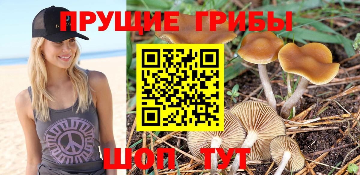 Псилоцибиновые грибы прущие грибы Миллерово