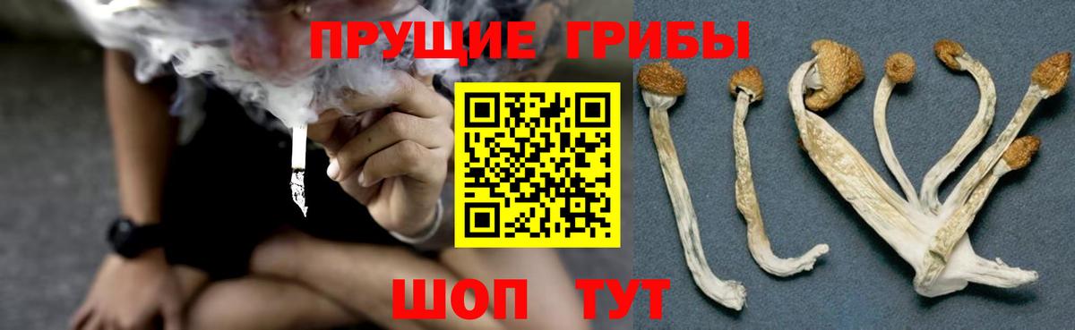 Миллерово  Псилоцибиновые грибы Cubensis  Вход с VPN 